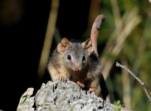 1日14時間の交尾でボロボロになって死ぬネズミ、生殖活動で命を落とすものたち