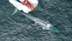 センサーを取り付けることでクジラの心拍数を測定することに成功