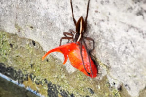 ペットの金魚がとつぜん消失、なんとクモが捕食していた