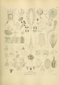 生物や植物に関する世界の書籍の挿絵や図解など15万点以上が無料ダウンロード可能に