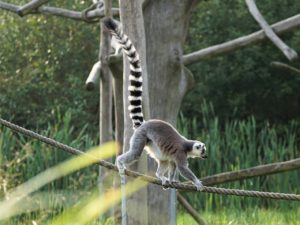 ヒトには尻尾がないのに、なぜ尾骶骨が付いているのか？