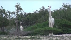 地球上に残り1頭か、2頭の白いキリンが密猟者によって虐殺される