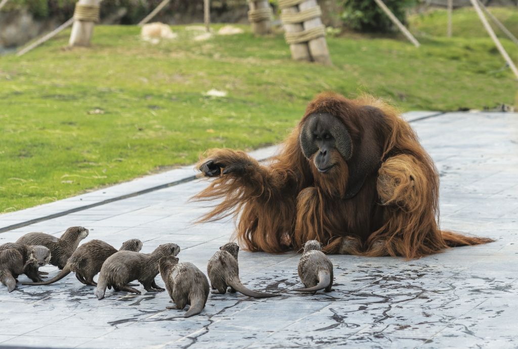 ベルギーの動物園でオランウータンとカワウソが遊ぶほっこりした瞬間が撮影される