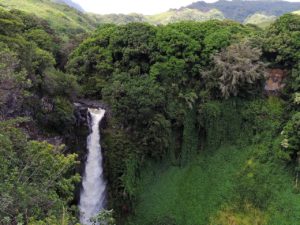 ネズミを『マインドコントロール』する寄生虫が猫に寄生してハワイに上陸