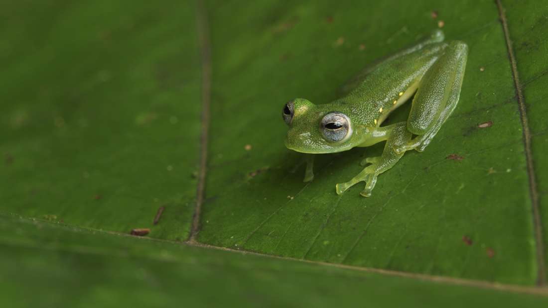 ガラスガエルが半透明の皮膚を使ってカモフラージュするしくみが明らかに