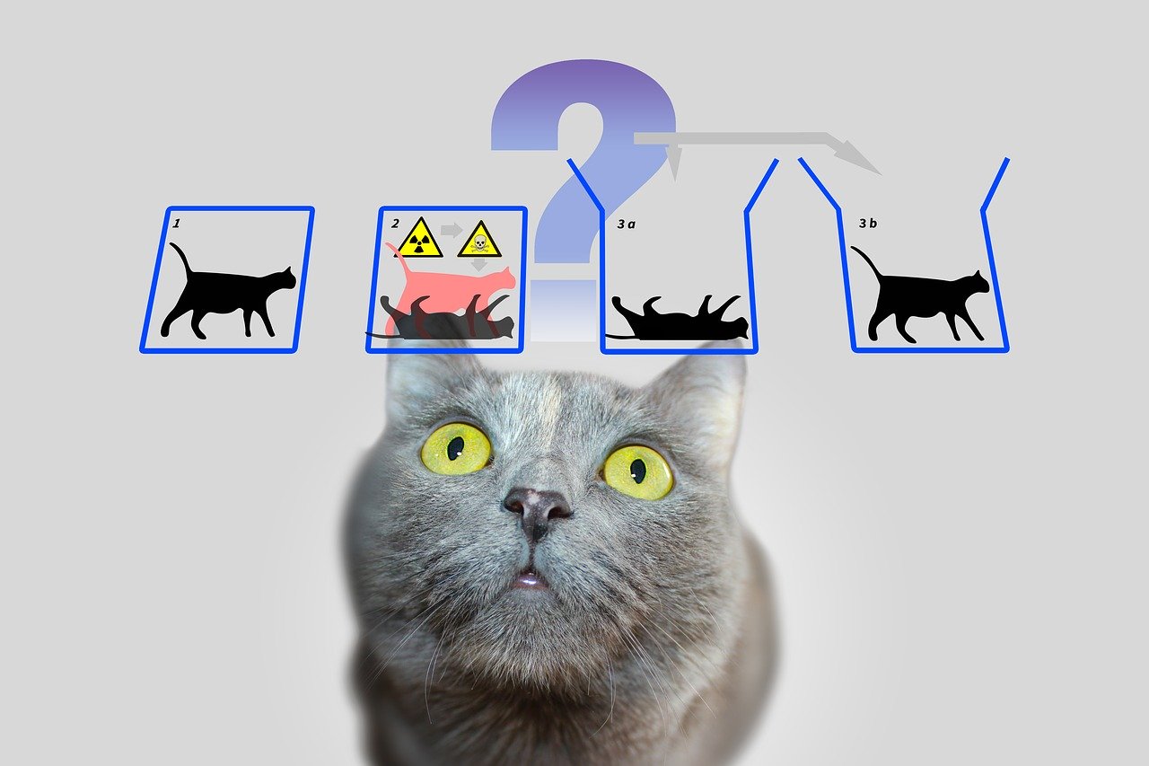 物理学者がシュレディンガーの猫を救い出す方法を編み出した模様