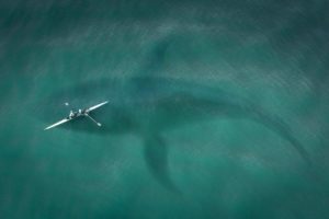 ホオジロザメを恐怖におとしいれる海の生物がいることが明らかに